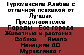 Туркменские Алабаи с отличной психикой от Лучших Представителей Породы - Все города Животные и растения » Собаки   . Ямало-Ненецкий АО,Муравленко г.